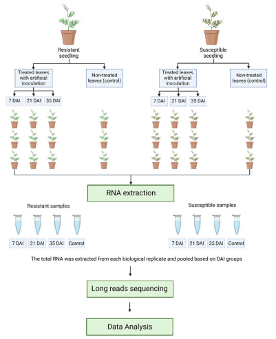 Transcriptome dataset of gall-rust infected Sengon (Falcataria falcata) seedlings using long-read PCR-cDNA sequencing